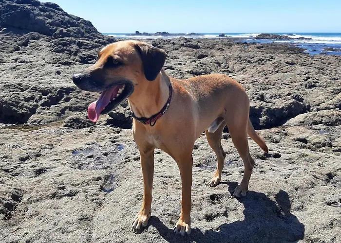 Down By The Sea, The Beachfront & * Puerto Coyote